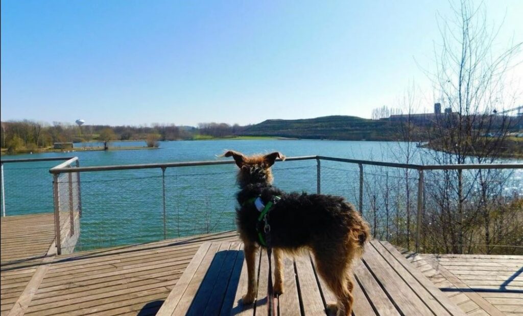 balade avec chien marais de la galance