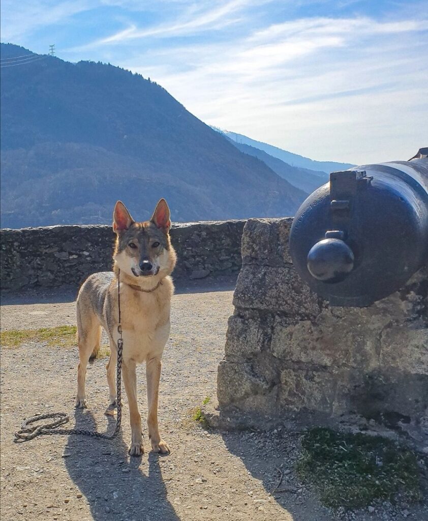 chien qui visite la cité médiévale de conflans