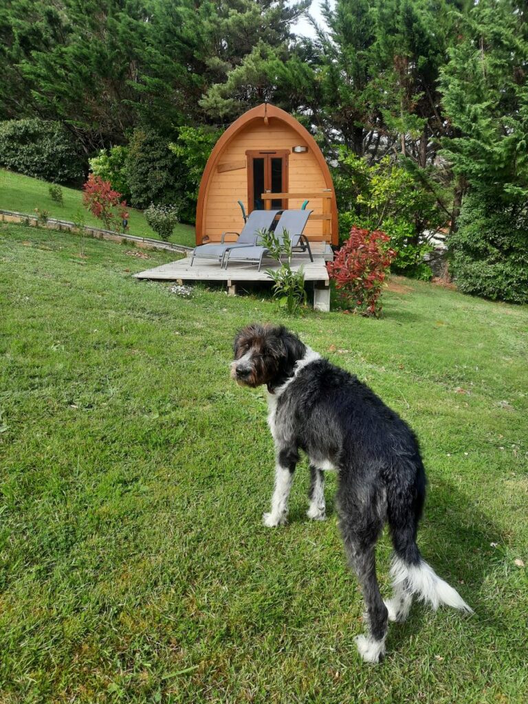 hébergement insolite qui accepte les chiens en ariège belloréade