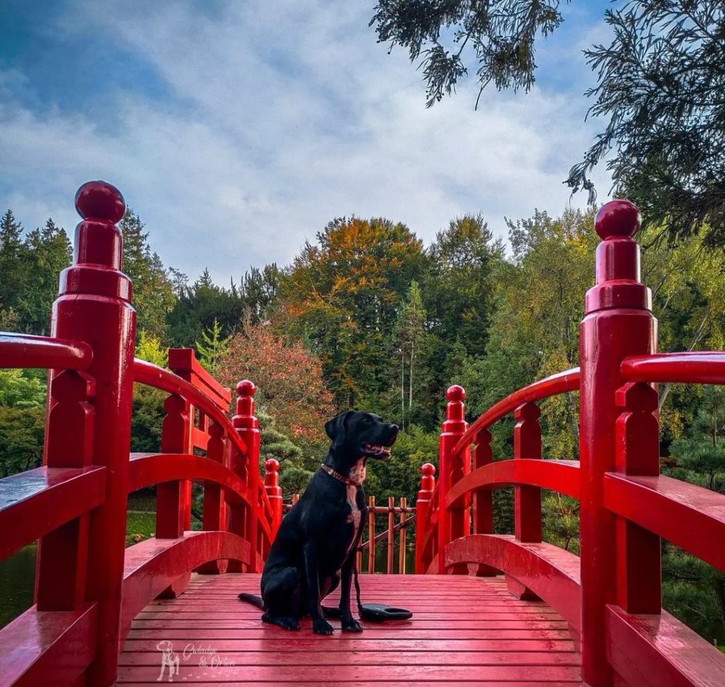 parc oriental du maulévrier chien bienvenu