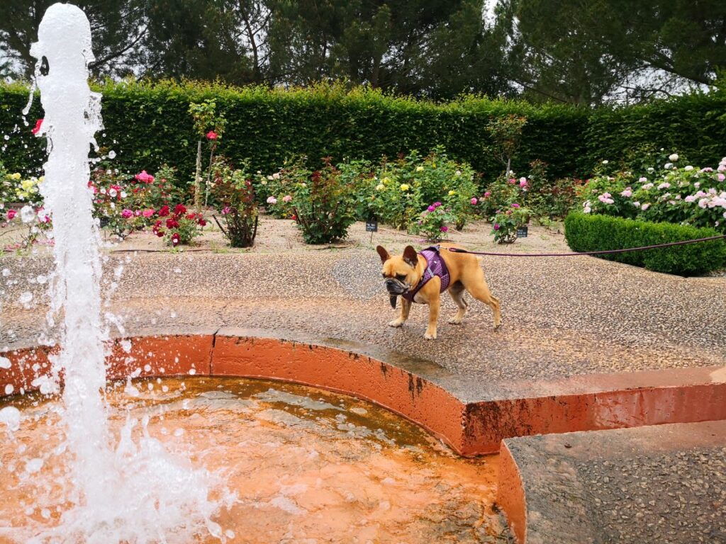 jardin chien accepté les jardins de colette