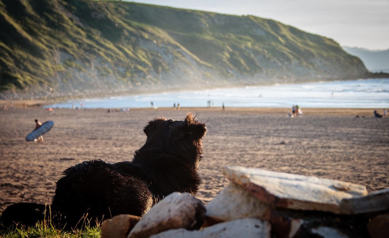 Emmener son chien en vacances, une super idée