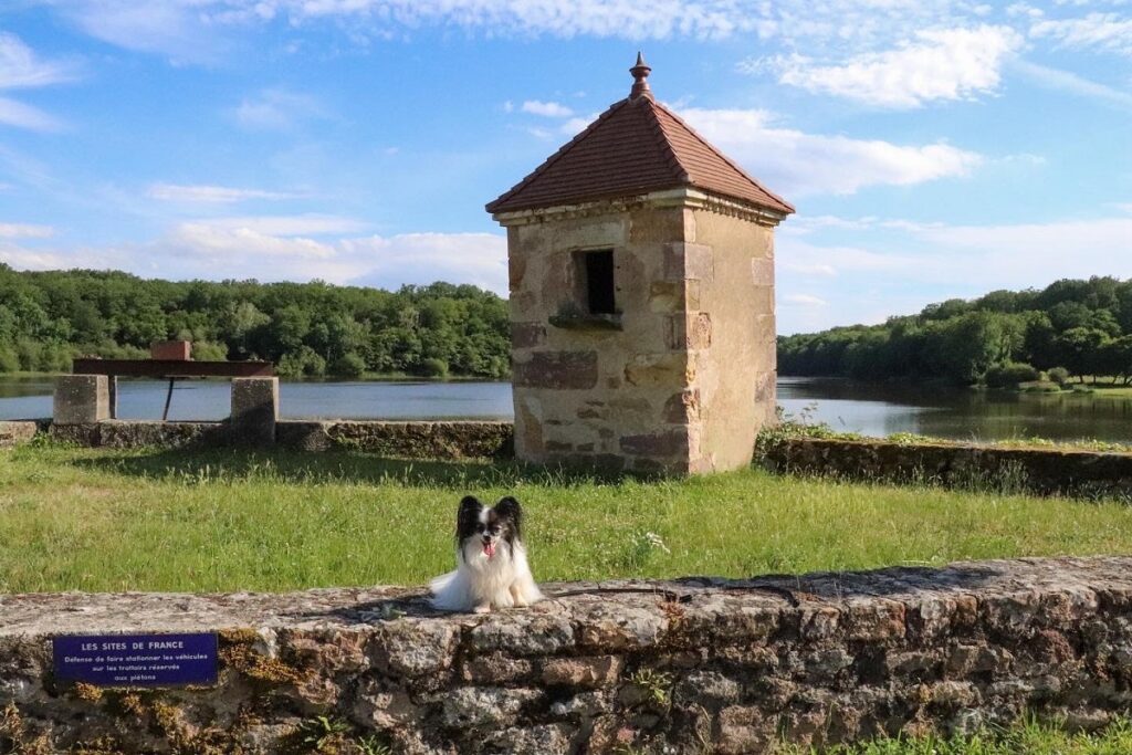 étang de saint-bonnet de tronçais chien autorisé allier