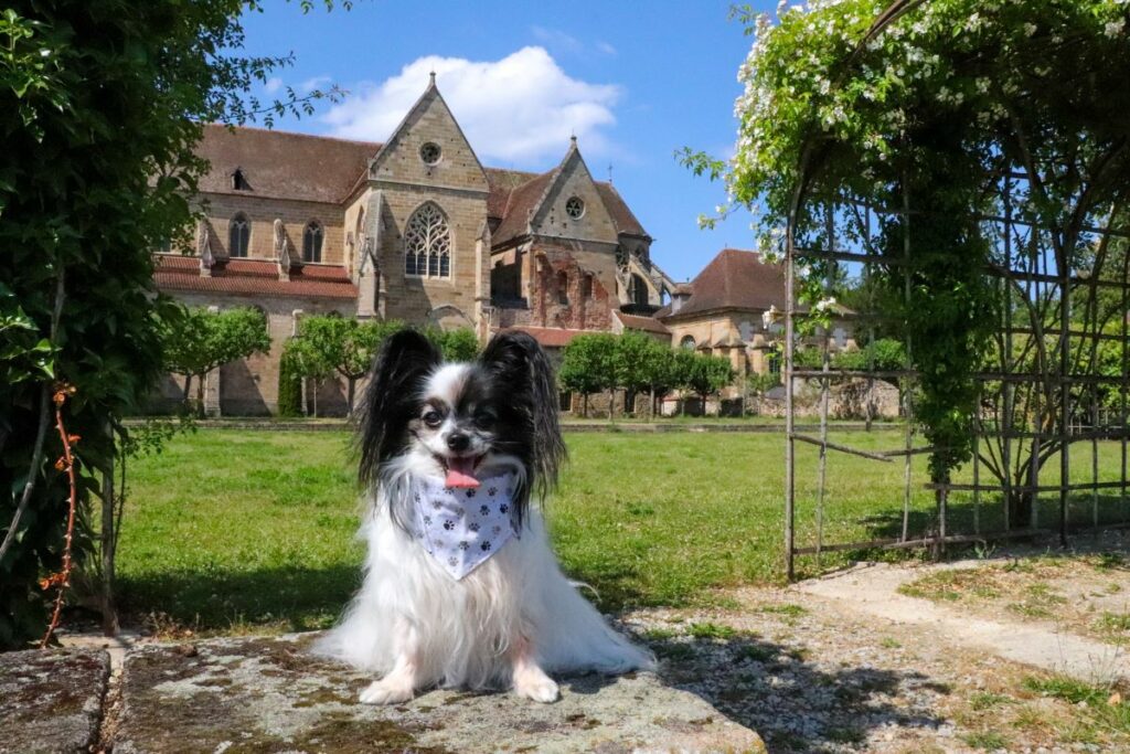 prieuré de souvigny visite avec chien auvergne