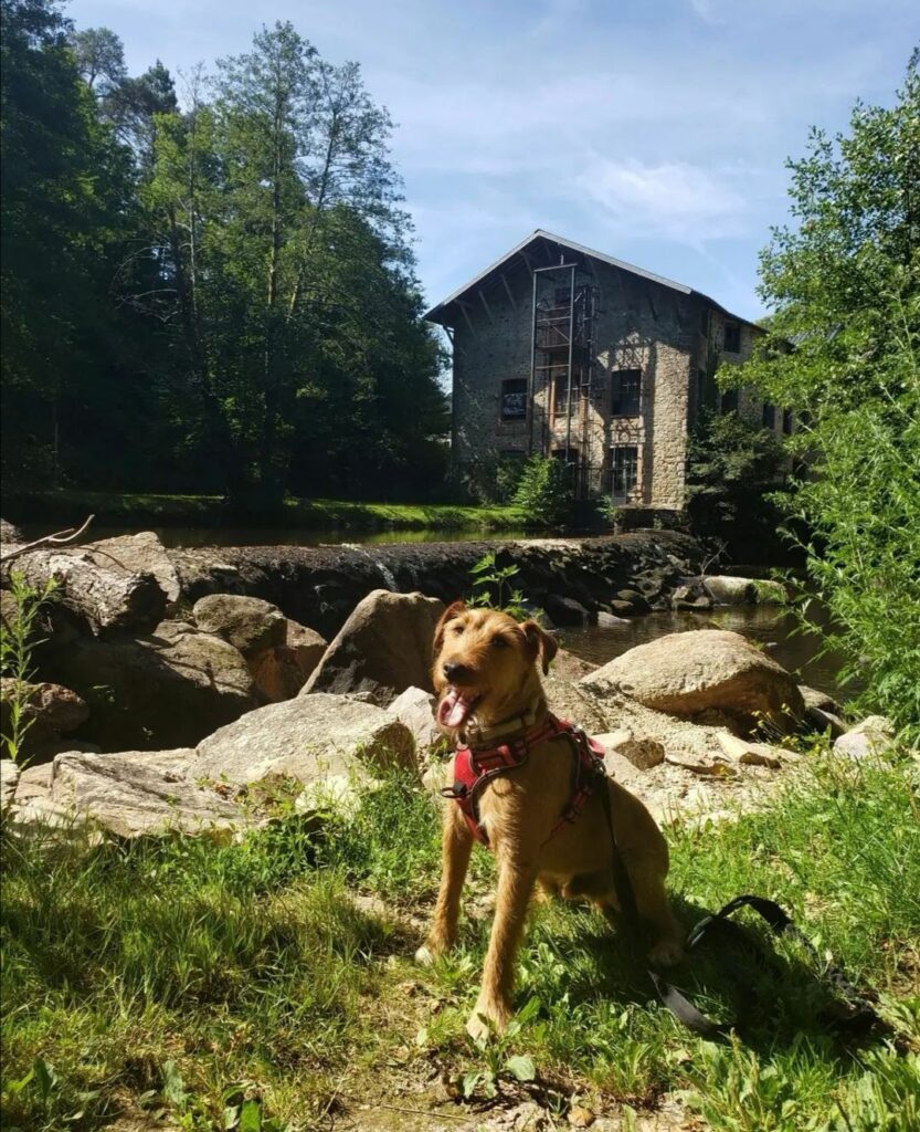 visite avec chien limousin site de corot