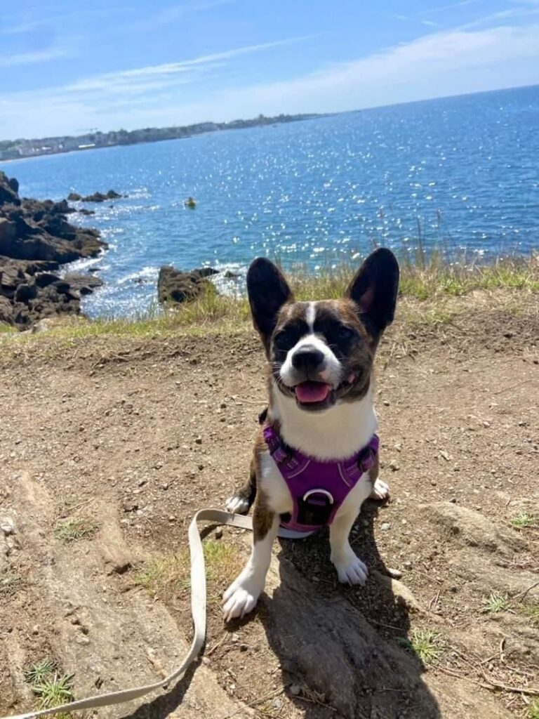 randonnée avec chien à concarneau