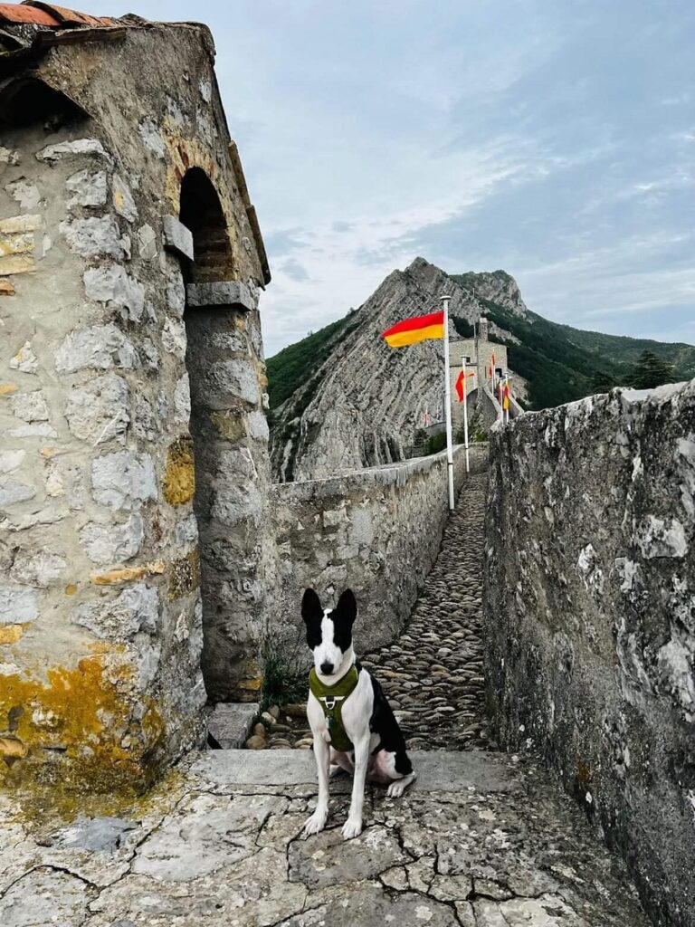 que faire avec un chien dans les alpes de haute provence