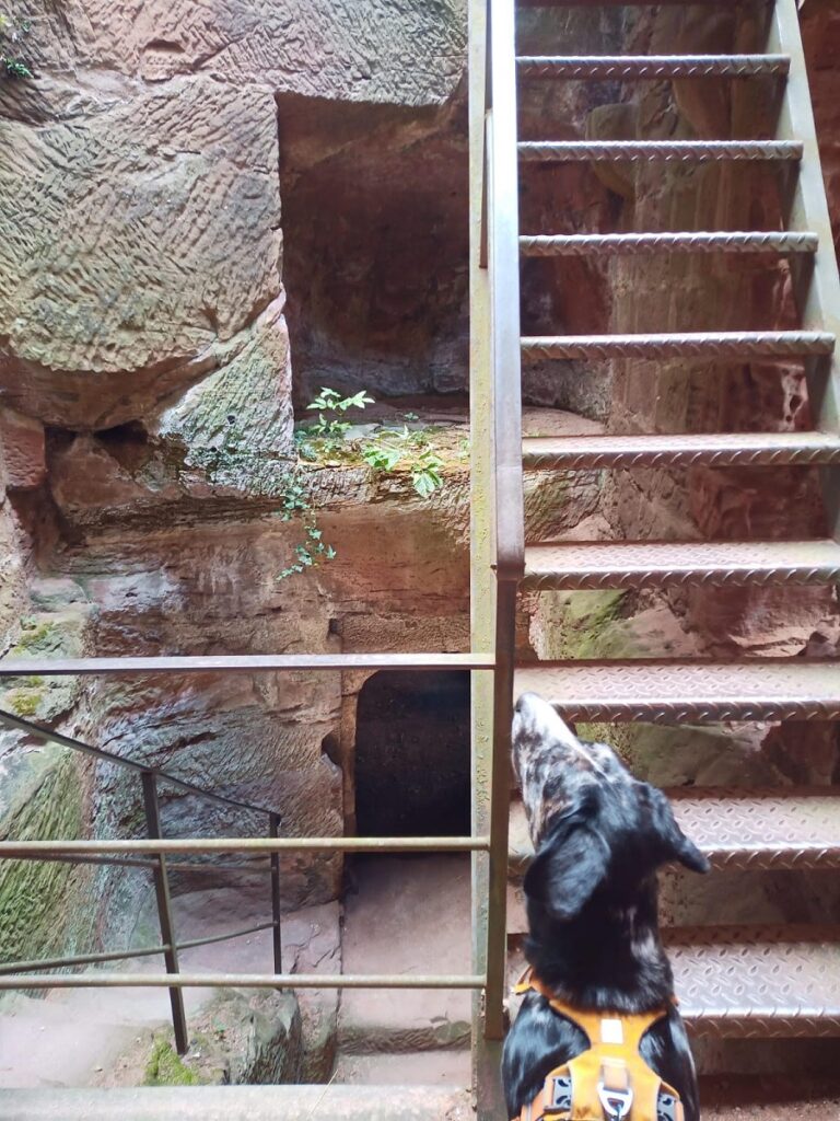 visite du château de Wasigenstein avec chien