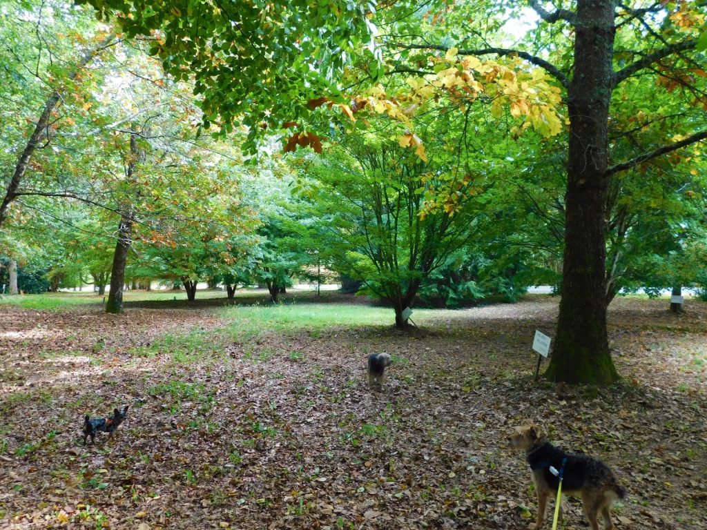 balade avec chien dordogne