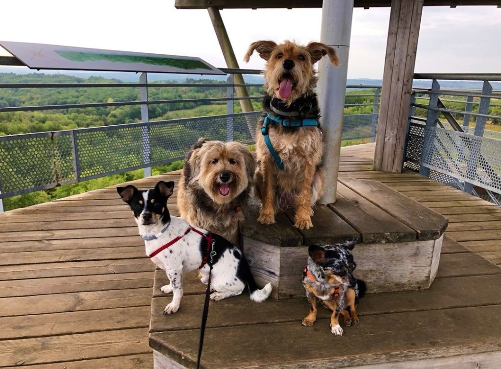 la tour de moncalou balade avec chien dordogne