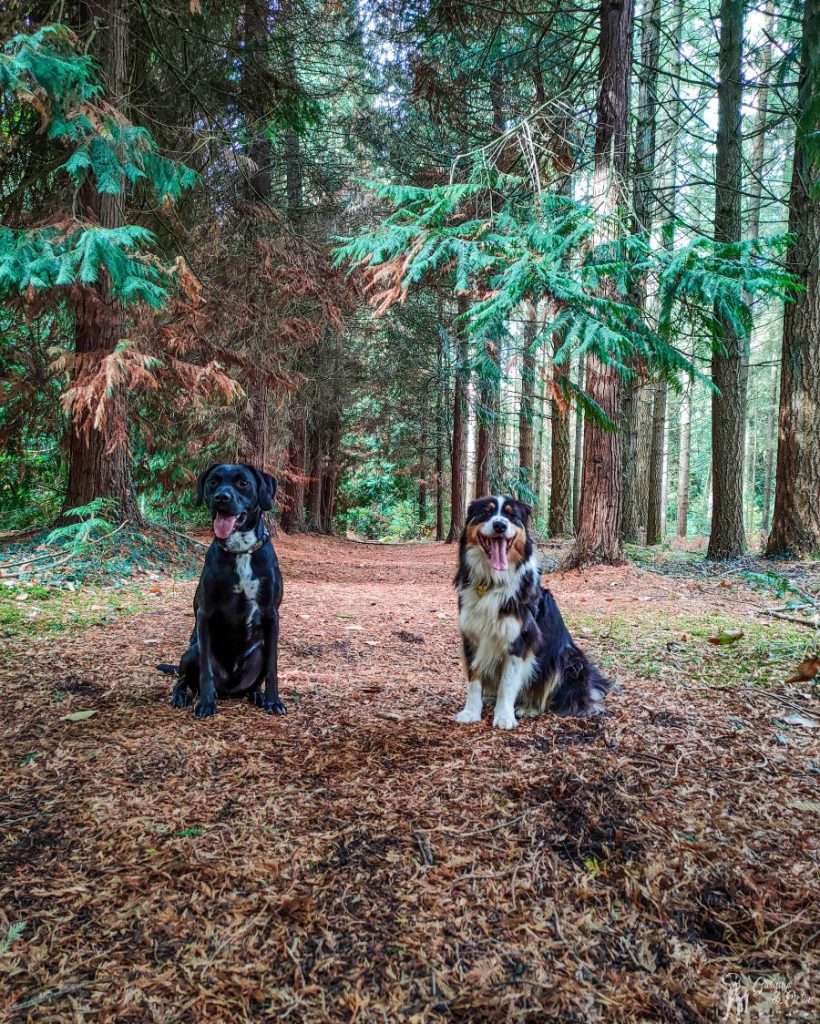 balade avec chien bretagne la forêt de Montfort