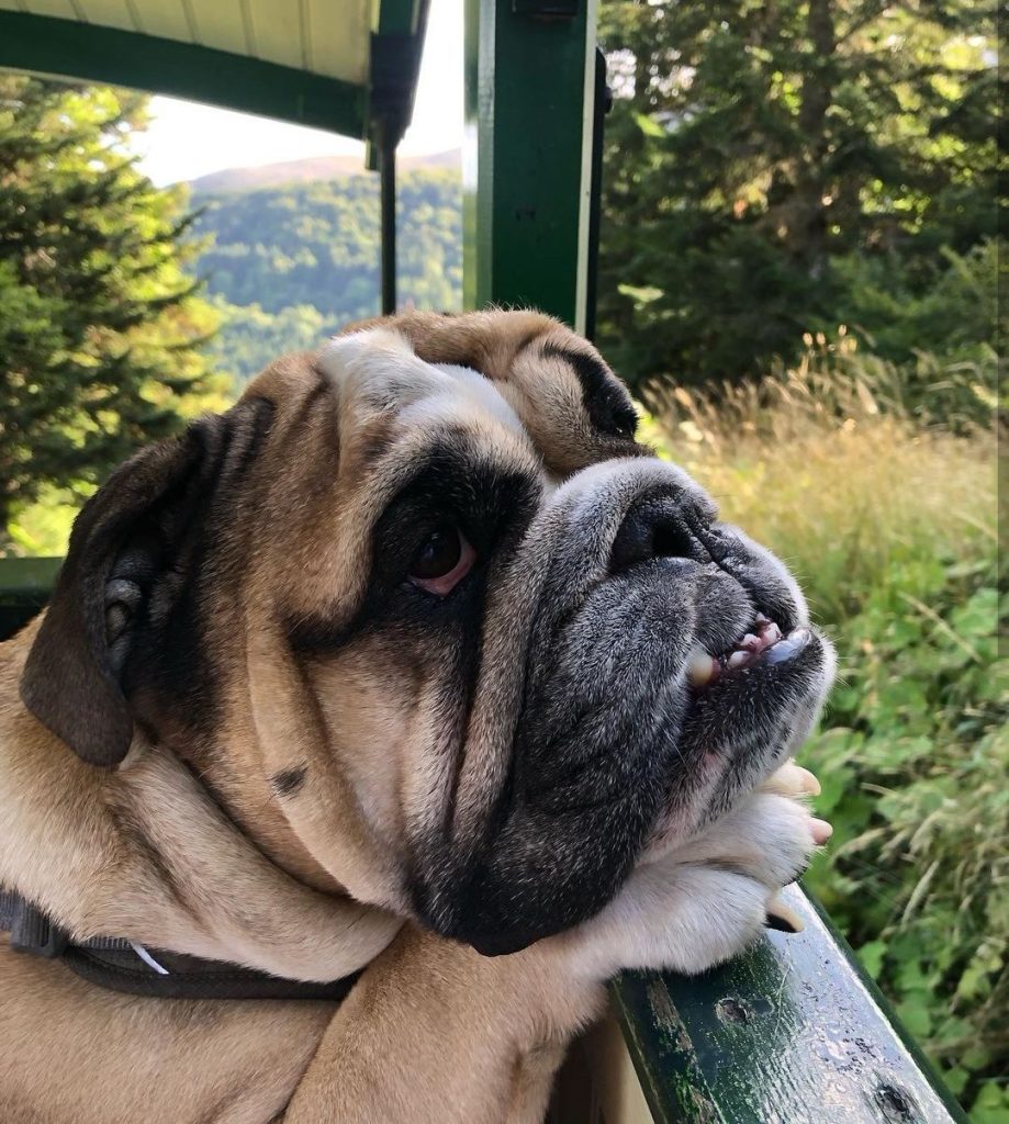 funiculaire du capucin sancy chien autorisé