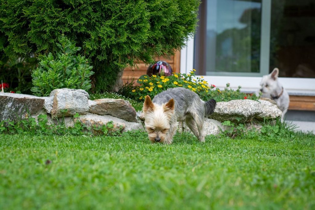 Hébergements qui acceptent les chiens : nos adresses pour vos vacances