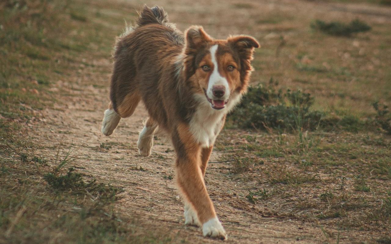 apprendre à son chien à courir