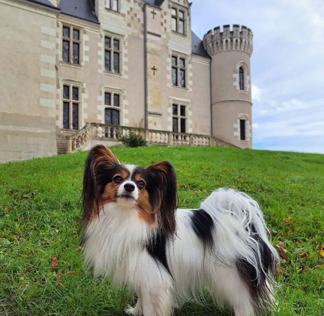 Domaine de Candé visite avec chien tours