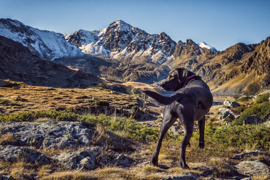 11 idées de randonnées à faire en Haute-Savoie avec son chien !