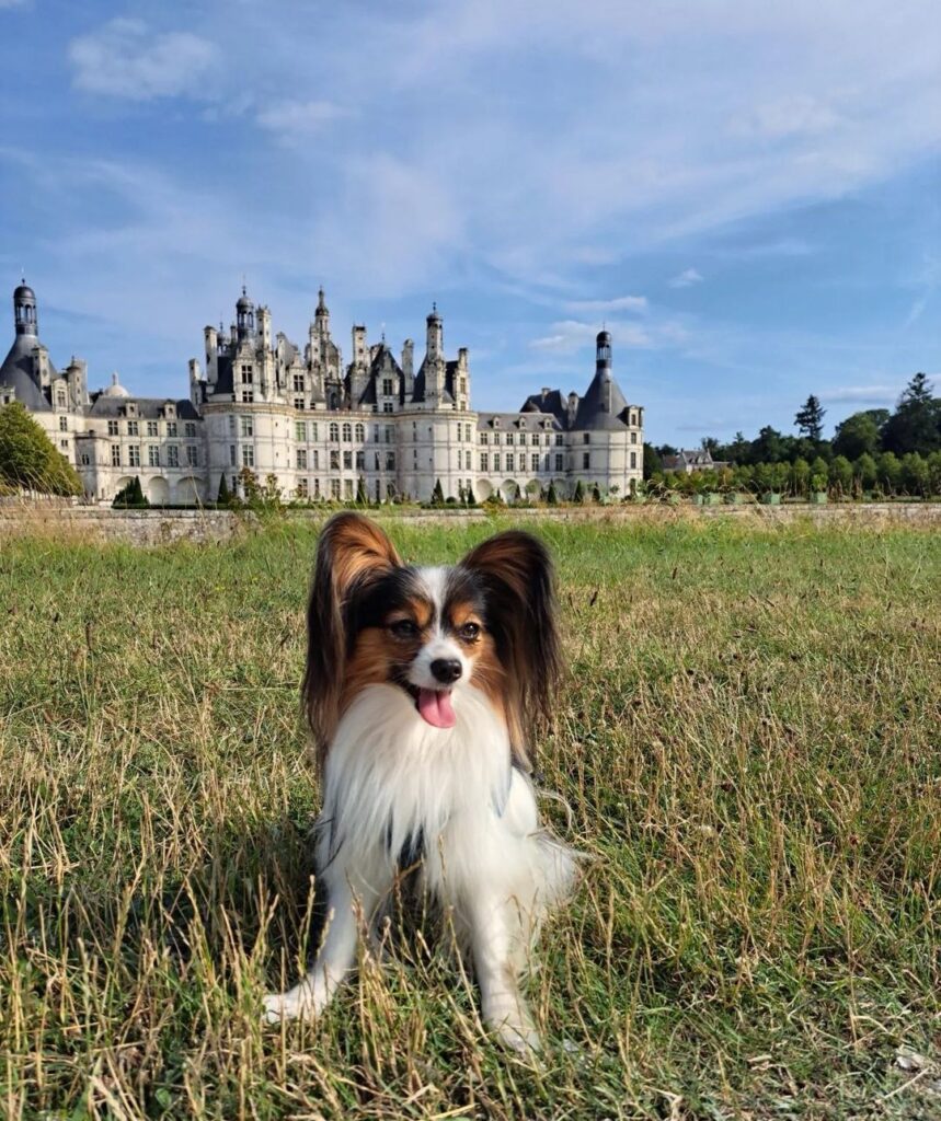 château de chambord avec chien