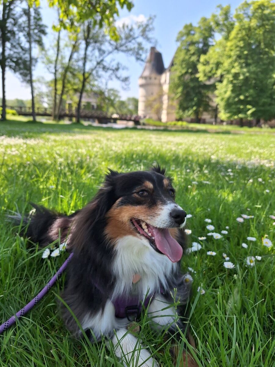 château de l'islette chien accepté