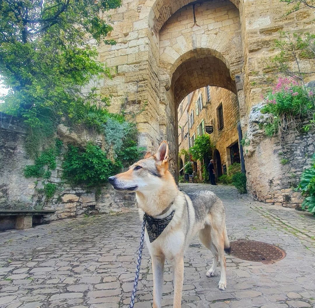 cordes-sur-ciel avec chien