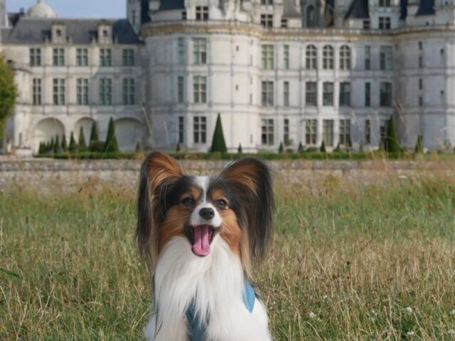 Parc du château de Chambord