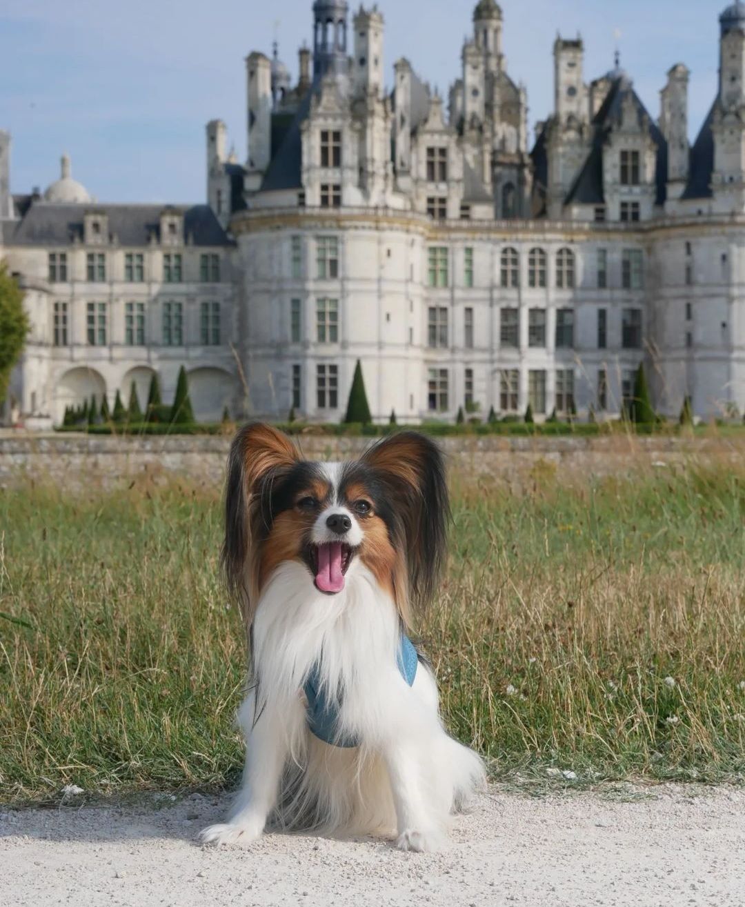 parc château de chambord chien autorisé