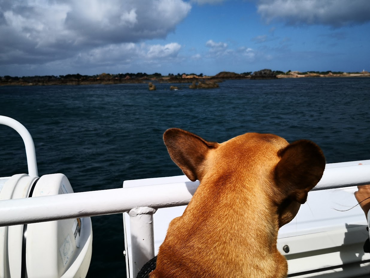 vedette de bréhat chien accepté