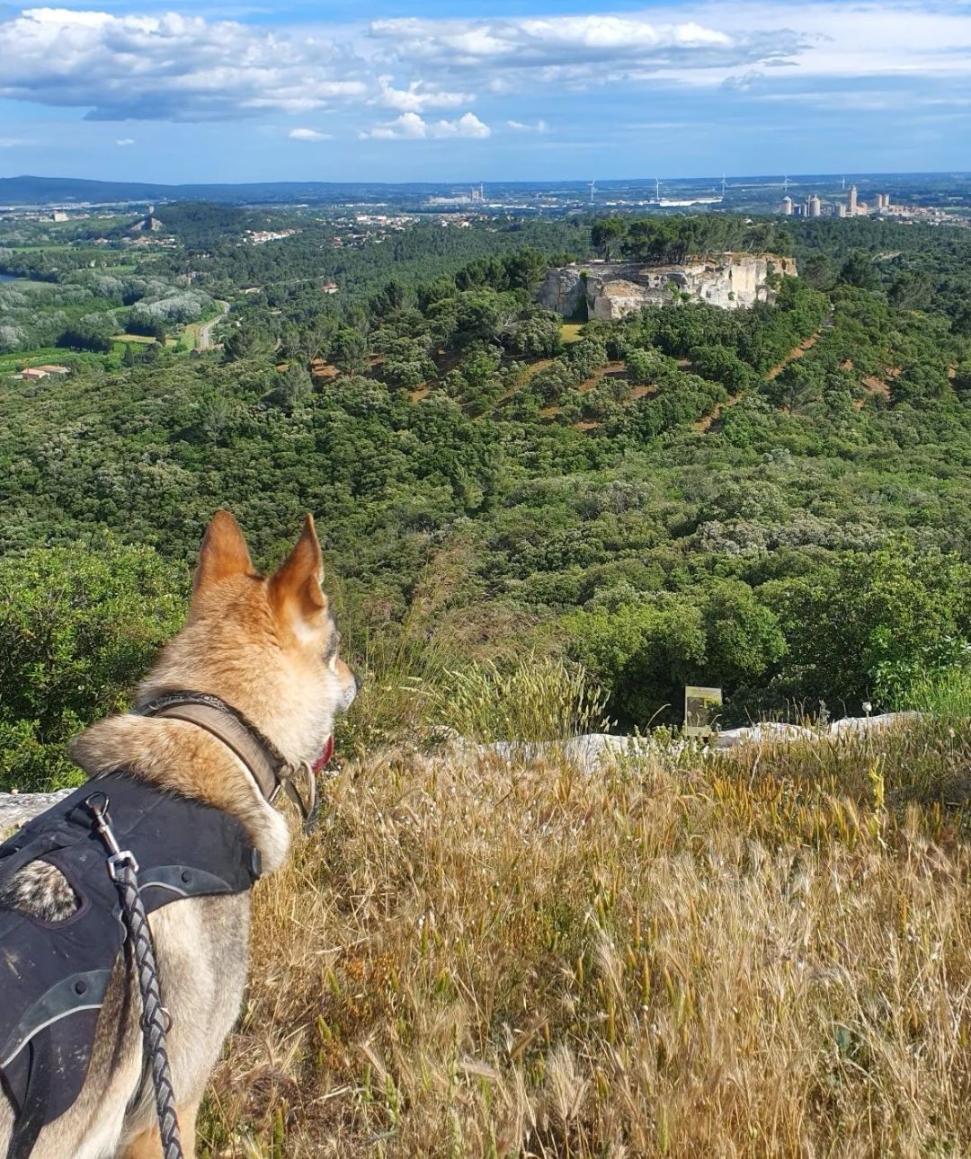 visite avec chien gard Abbaye de Saint-Roman