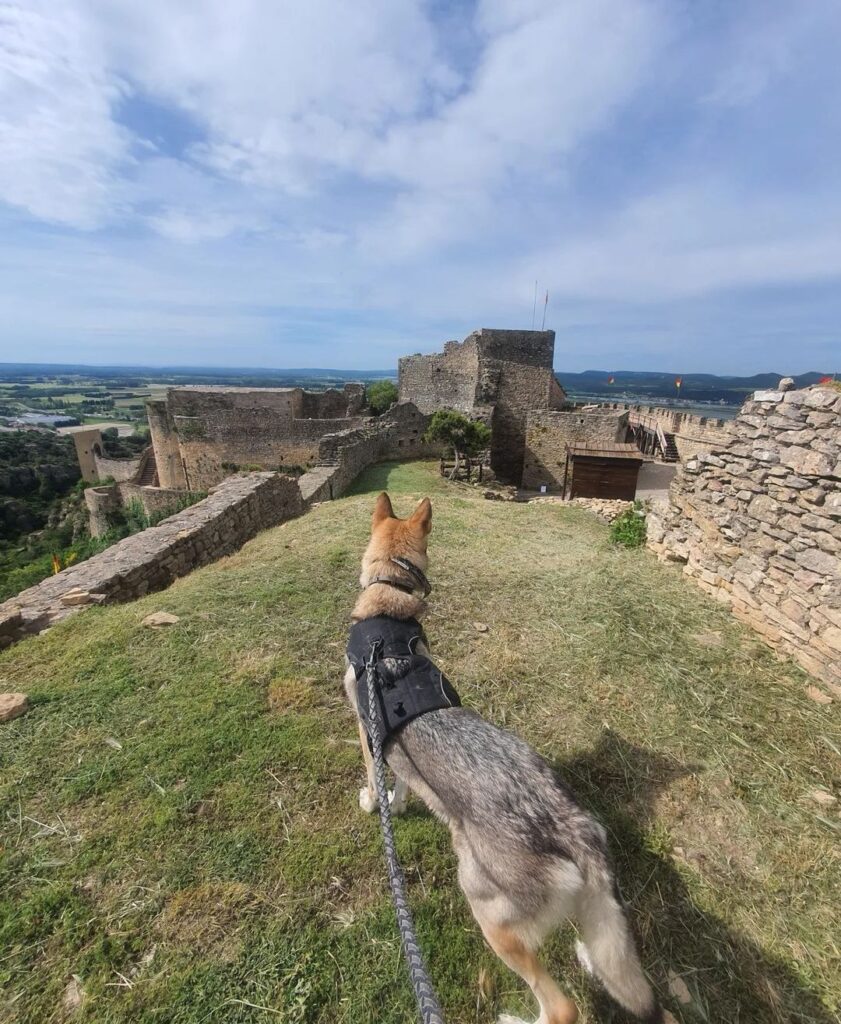 visite château avec chien vaucluse mornas