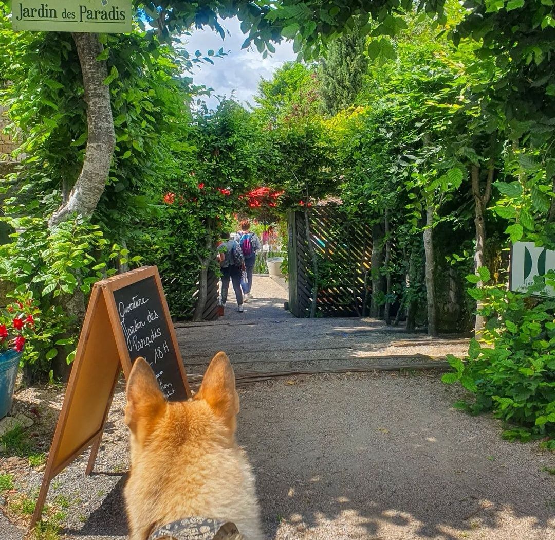 visite cordes-sur-ciel avec chien