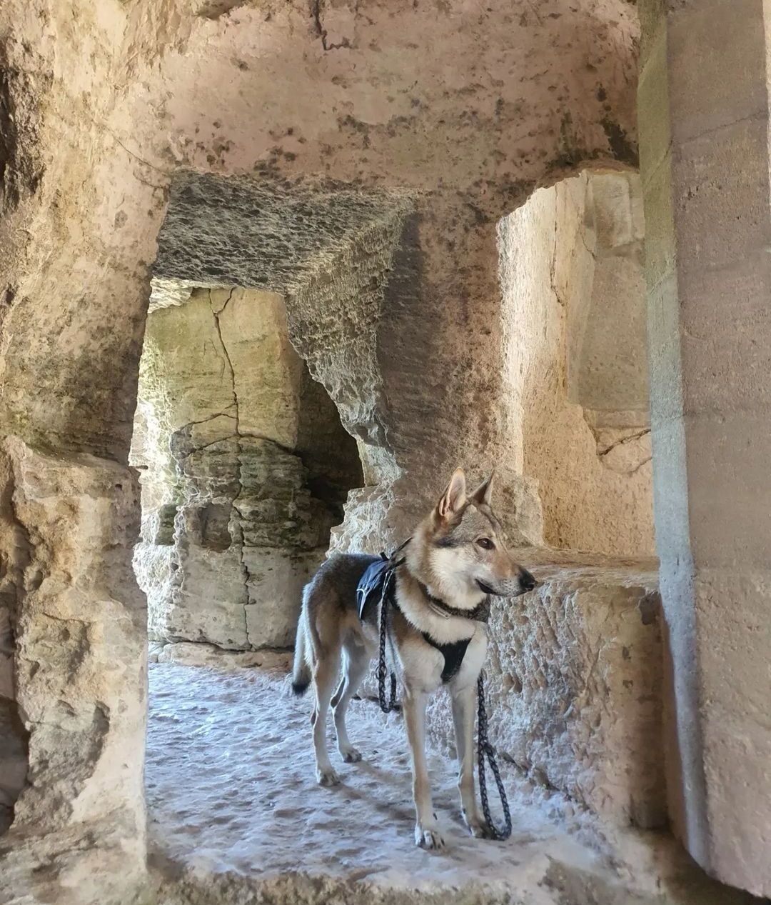 visite insolite avec chien Abbaye de Saint-Roman gard