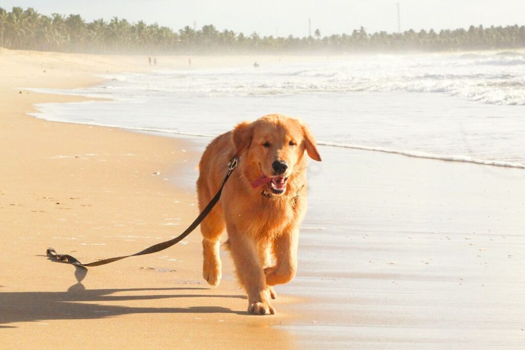 Où partir pour des vacances à la mer avec son chien