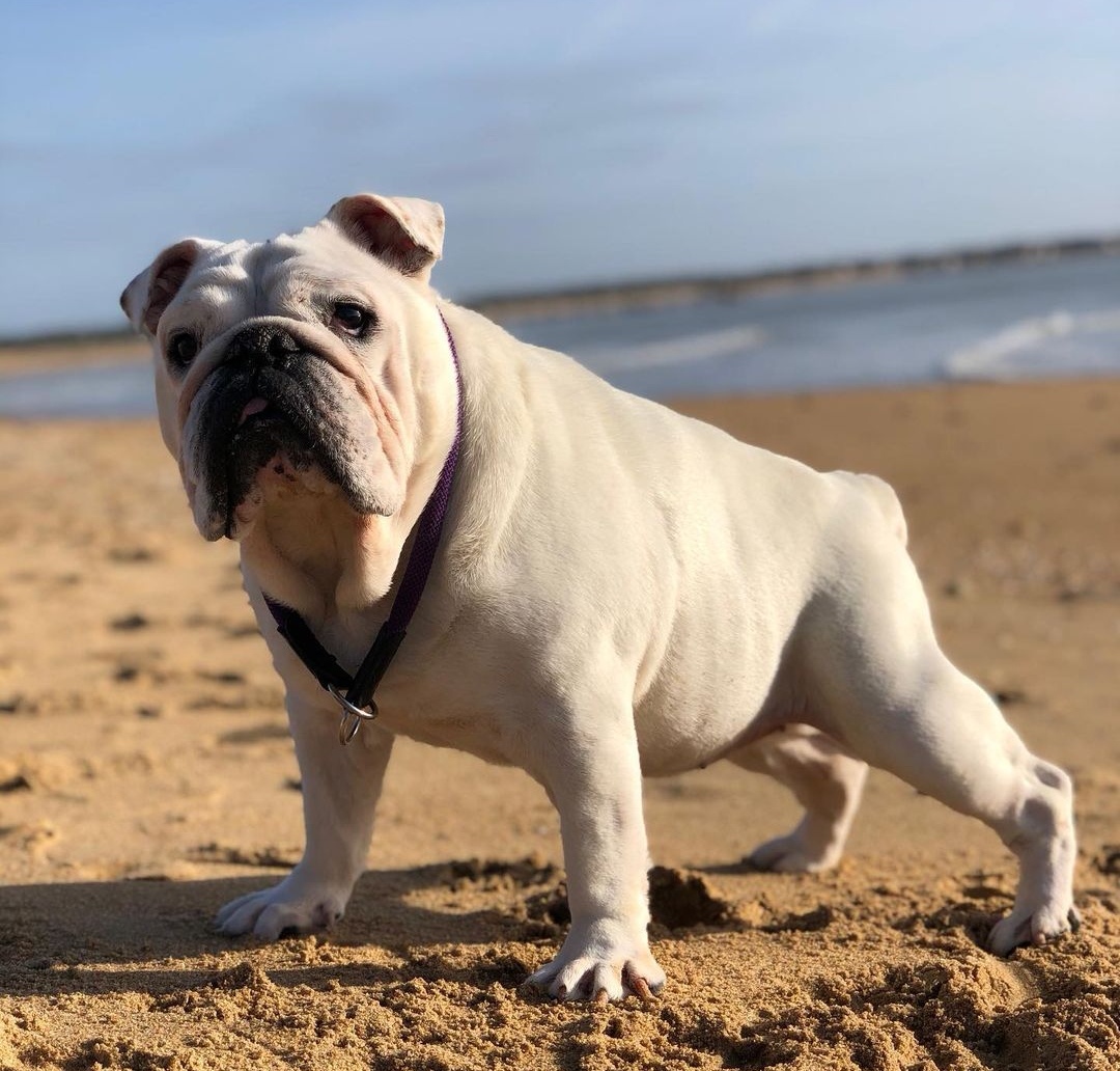 Où partir pour des vacances à la mer avec son chien ?