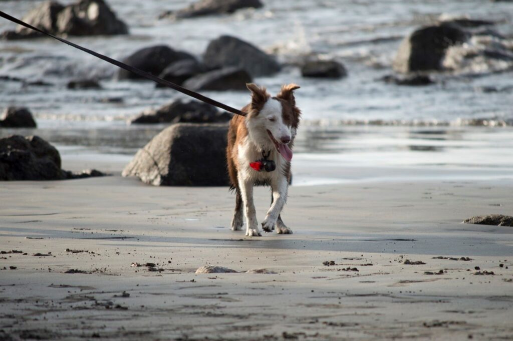 Où partir pour des vacances à la mer avec son chien bretagne
