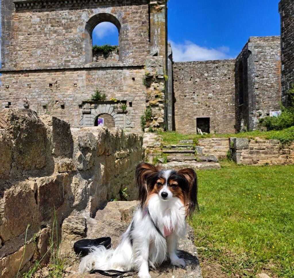 Abbaye de Coat Malouen chien accepté