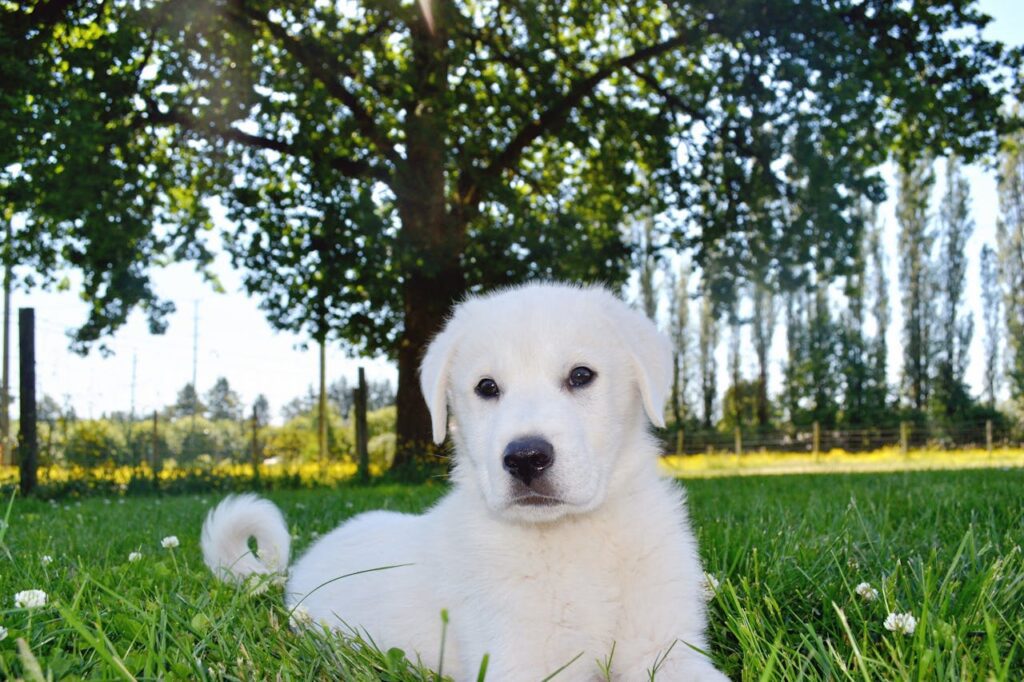 Visiter Strasbourg avec son chien : 12 choses à voir absolument !