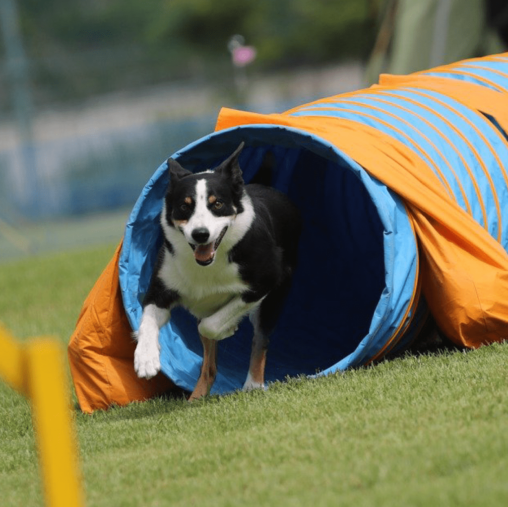 Agility canidays