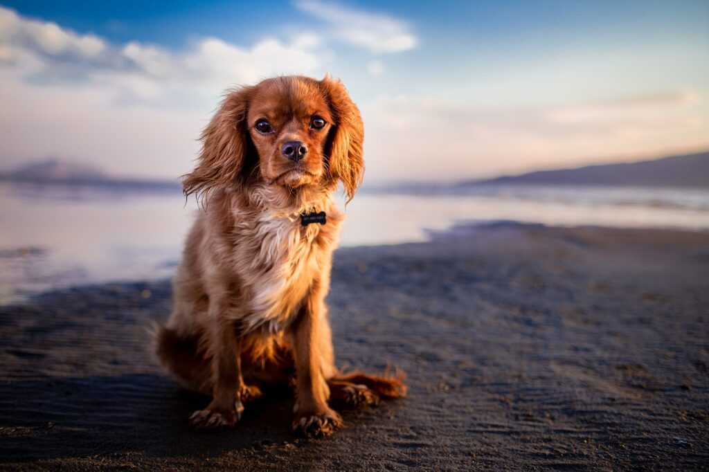 Que faire à Marseille avec son chien ?