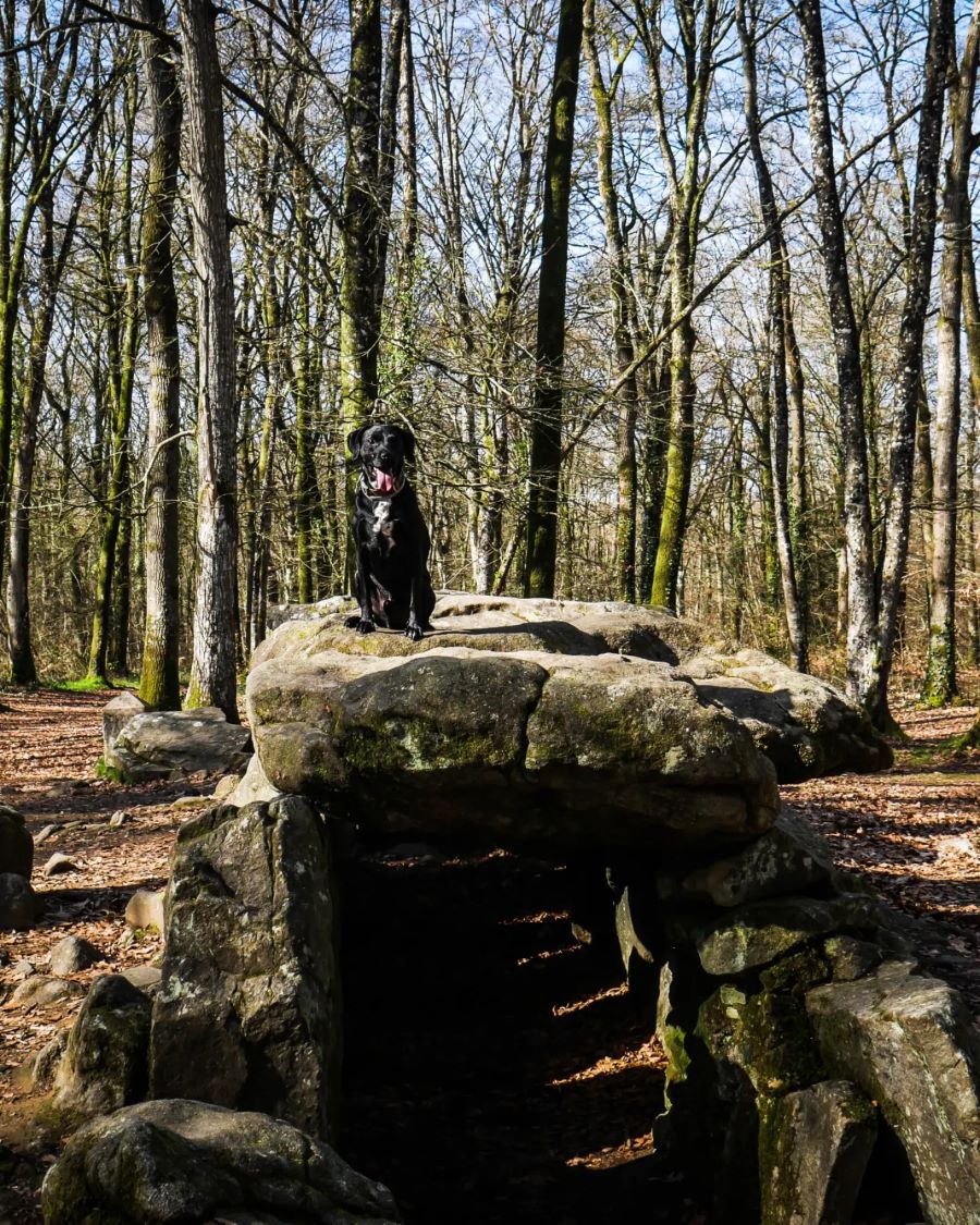 balade avec chien fôret du mesnil