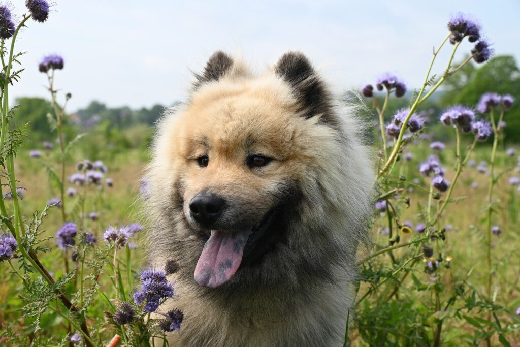 randonnées en suisse avec son chien