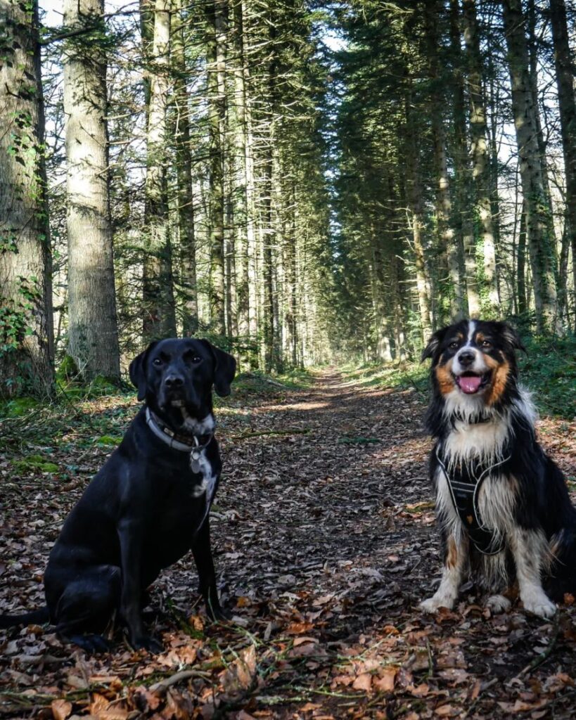 forêt du mesnil chien accepté bretagne