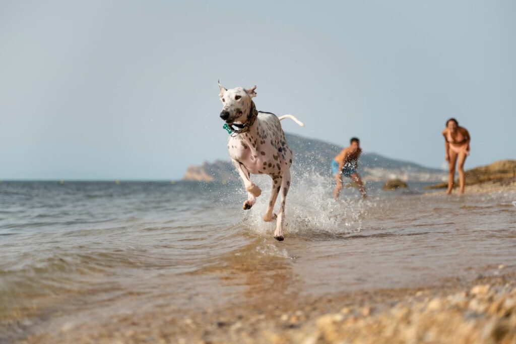 Les meilleures plages de France pour emmener votre chien | Carte de plages