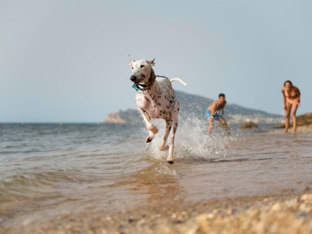 Les meilleures plages de France pour emmener votre chien | Carte de plages