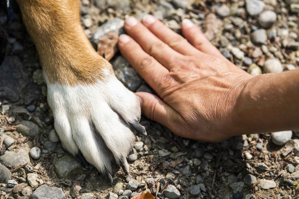 randonnées en suisse avec son chien