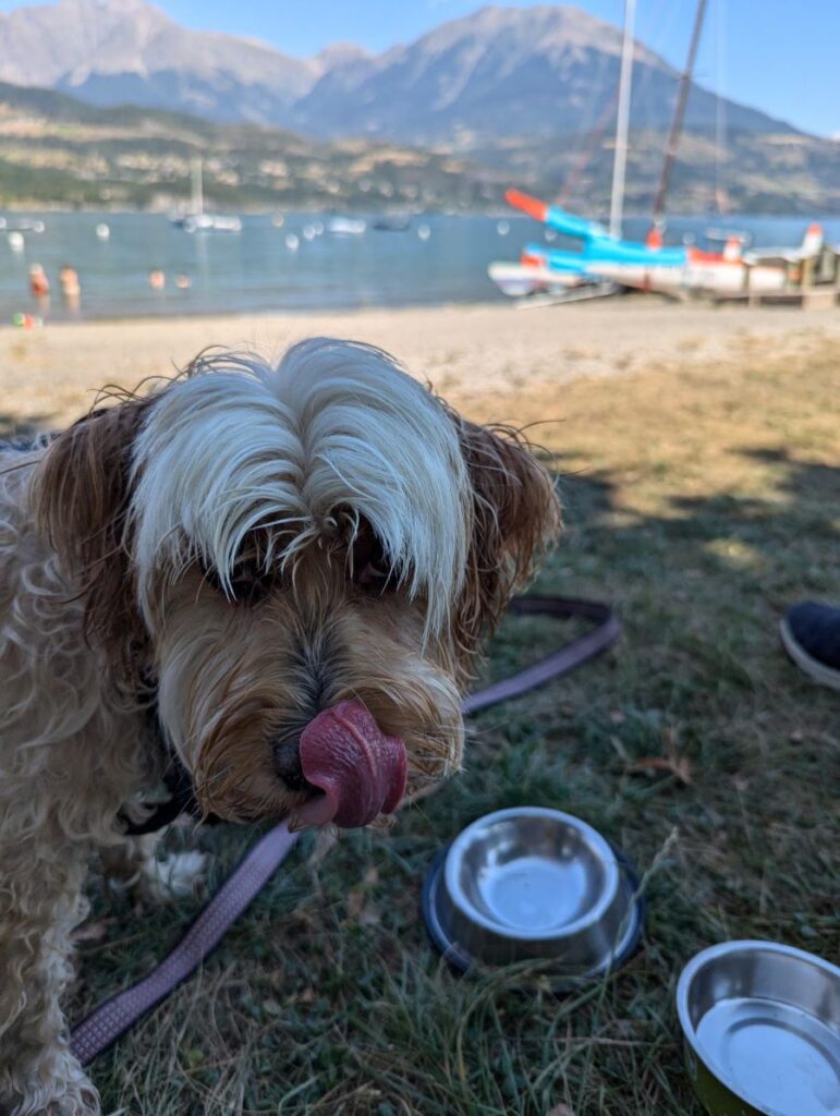 serre ponçon avec chien