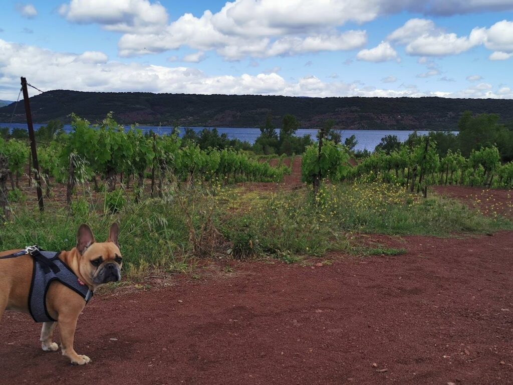 Les plus beaux lacs à voir avec son chien en France