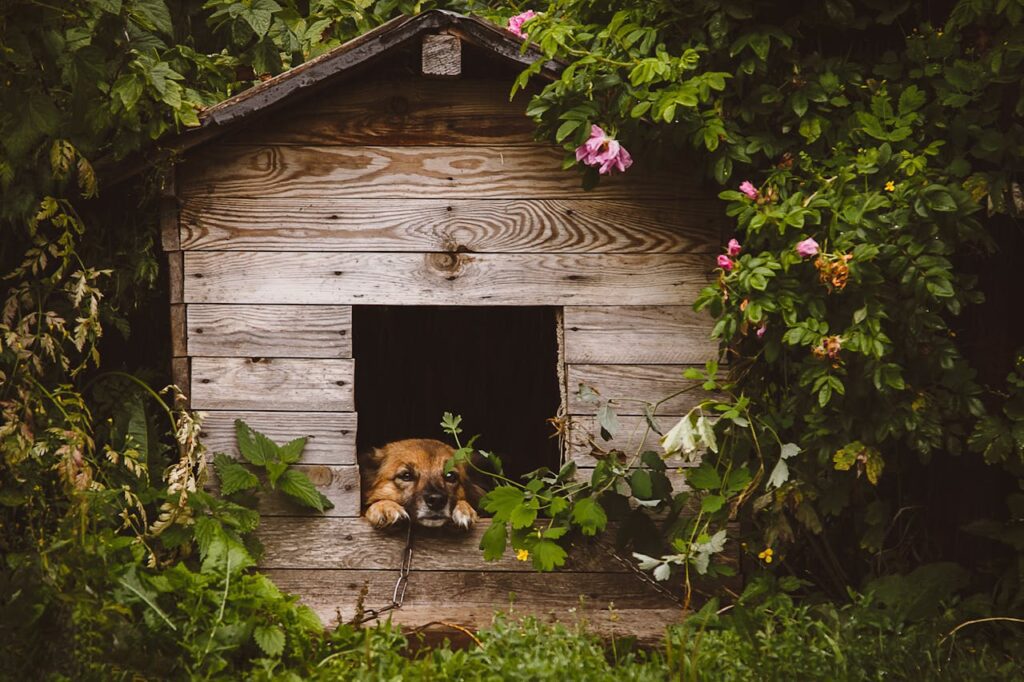 faire garder son chien quand on part en vacances