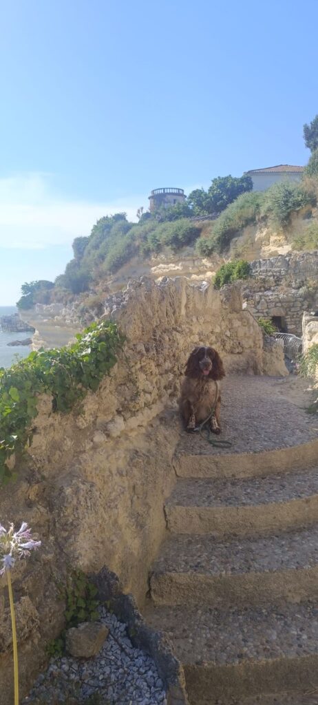 grotte du régulus chien accepté