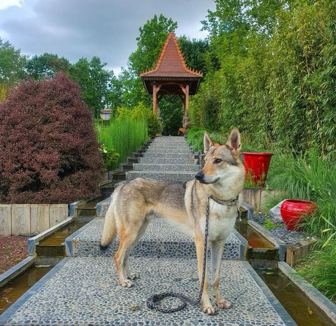 jardin qui accepte les chiens vers toulouse