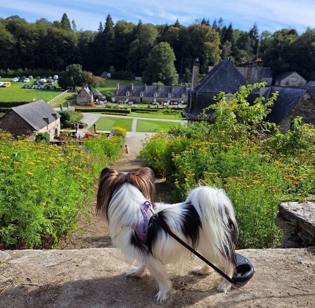 les forges des salles activité chien accepté bretagne