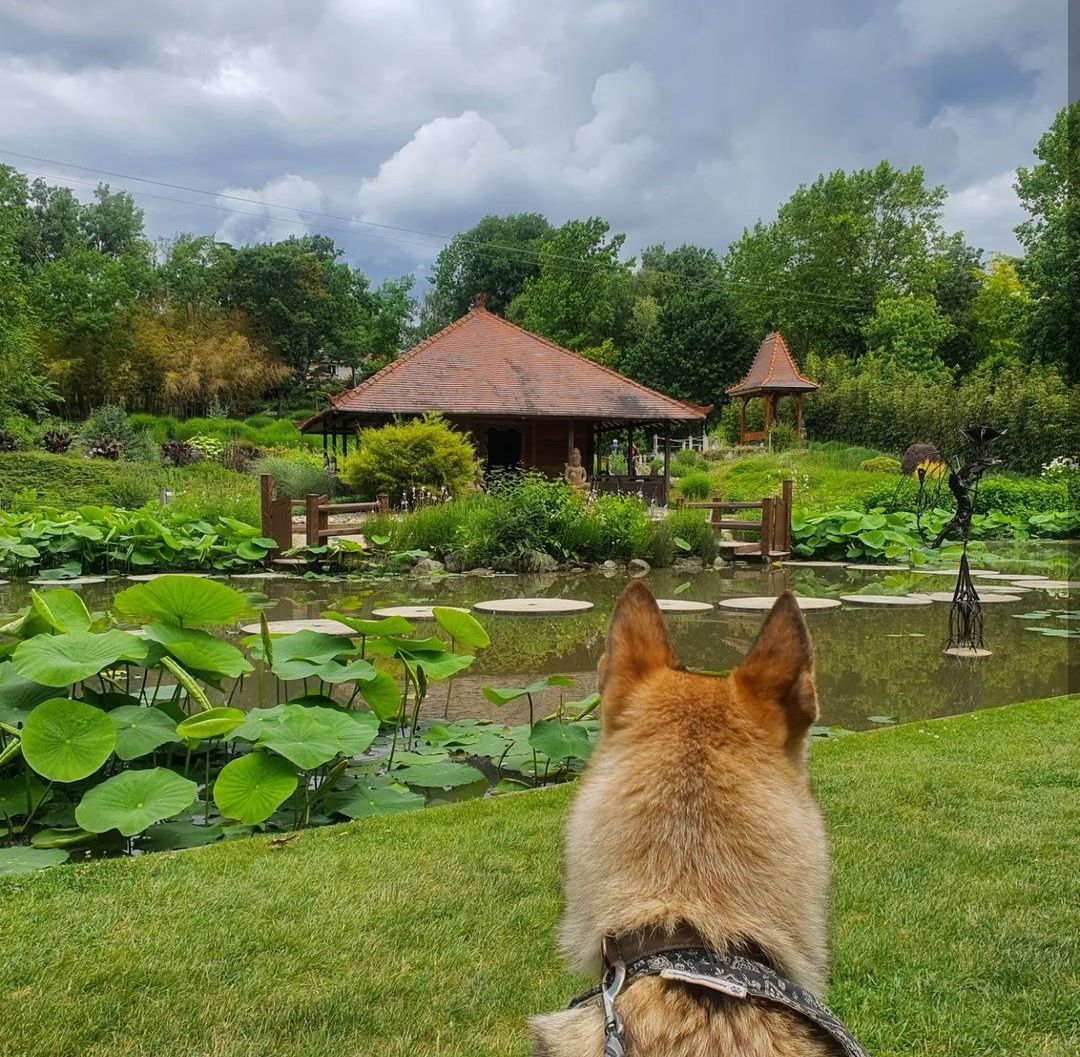 les jardins des martels chien accepté